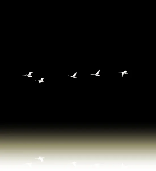 Swans in the flight surreal — Stock Photo, Image