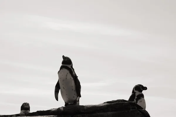 Humboldt-Pinguine — Stockfoto
