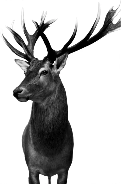 Deer isolated — Zdjęcie stockowe