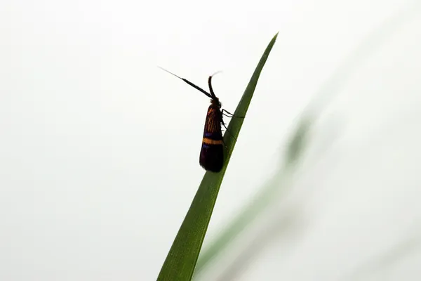 Longhorn Moth — Stock Photo, Image