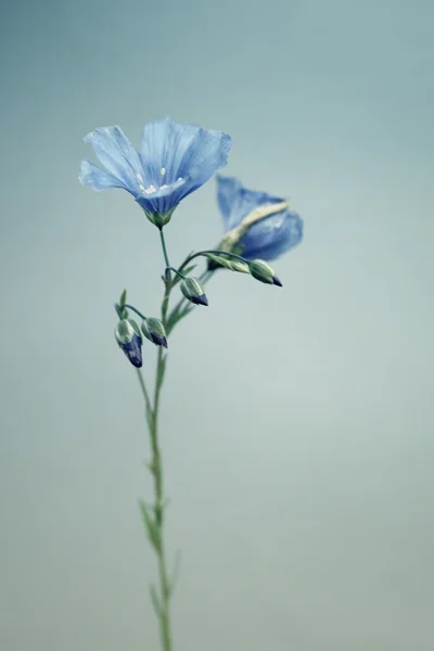 Fleur de lin — Photo