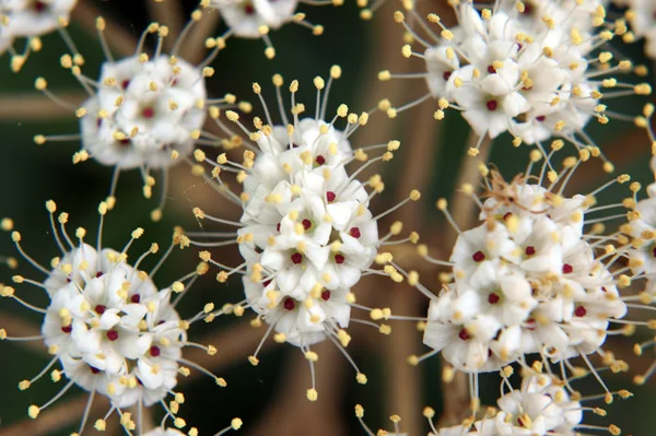 Viburnum. — Foto de Stock