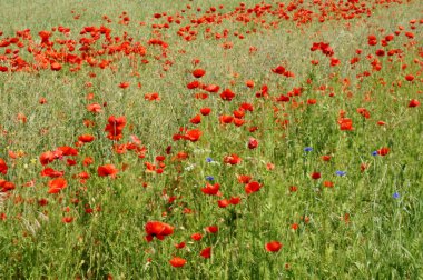 haşhaş ve Peygamber Çiçeği