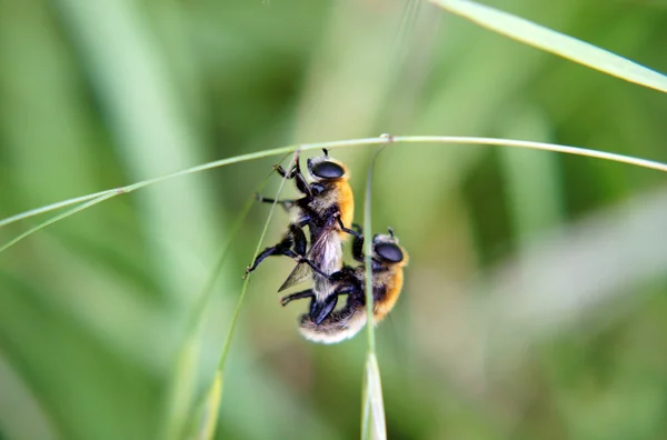 Копуляционные хохлатые мухи — стоковое фото