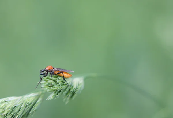 Mosquito — Stock Photo, Image