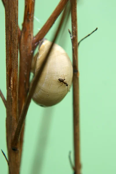 Caracol y hormiga —  Fotos de Stock