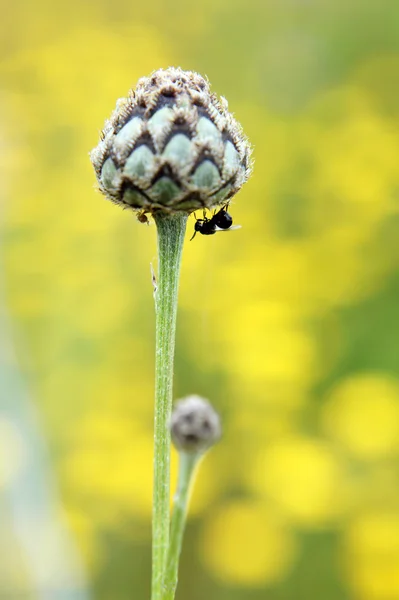 Bud ve böcek — Stok fotoğraf