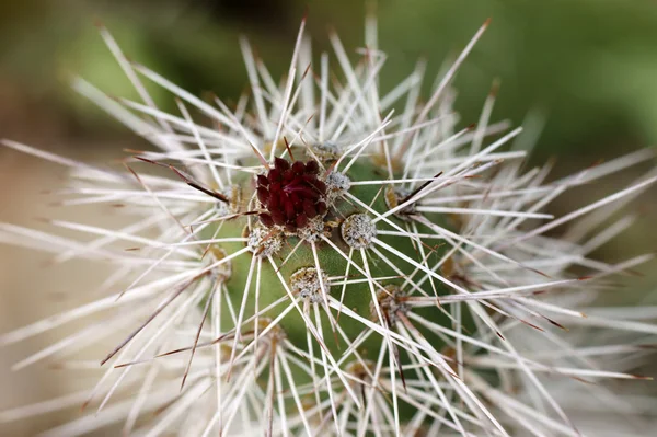 Fleur de cactus — Photo