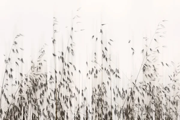 Сладкая трава — стоковое фото