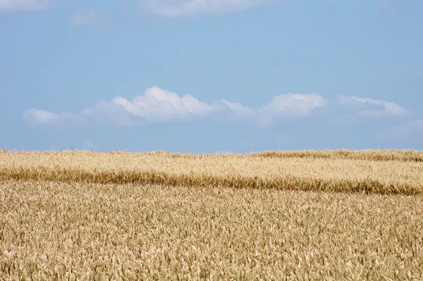 成熟的玉米田和天空 — 图库照片
