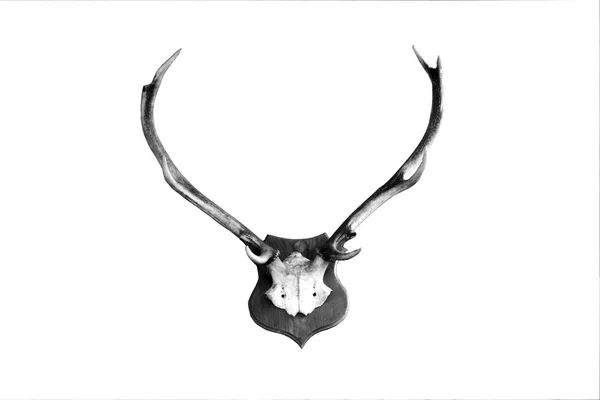 Deer antlers isolated — Stock Photo, Image