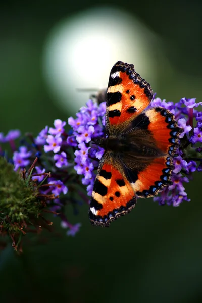 Borboleta surreal — Fotografia de Stock