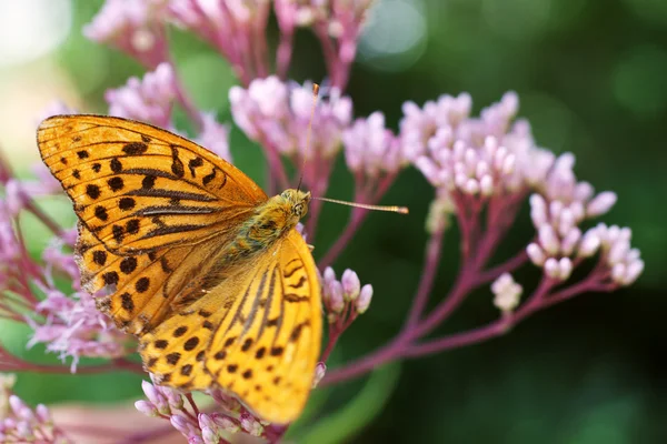 Pärlemorfjäril fjäril — Stockfoto