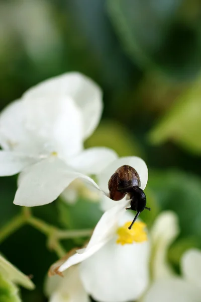 Ung snigel — Stockfoto