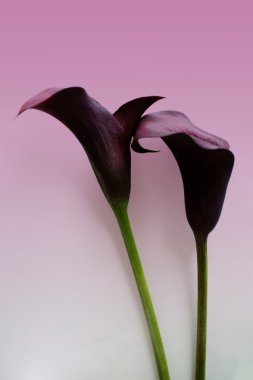 izole zantedeschia