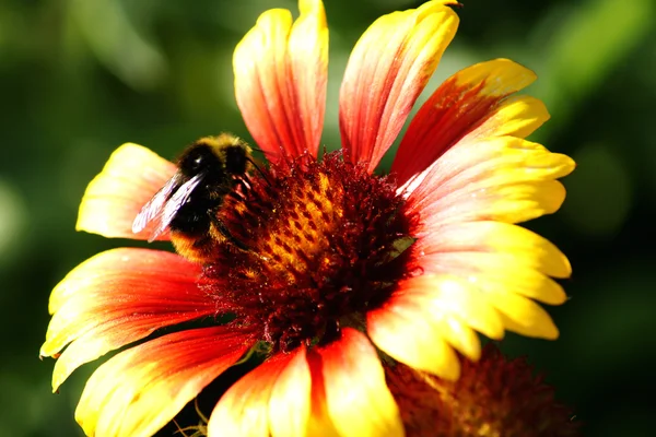 Bumblebee and flower — Stock Photo, Image