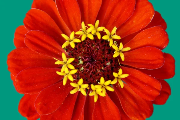 百日草の赤い花 — ストック写真