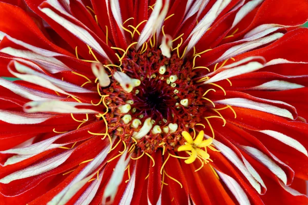 Flor vermelha de um Zinnia — Fotografia de Stock