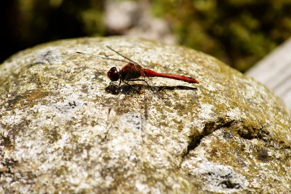 Common Darter — Stock Photo, Image