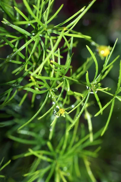 Conifer with water drops — Stock Photo, Image