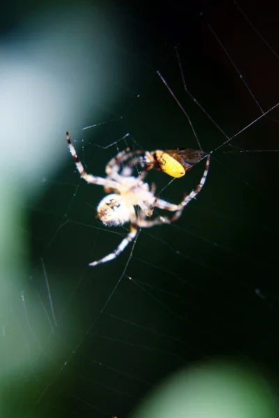 Araña con presa —  Fotos de Stock