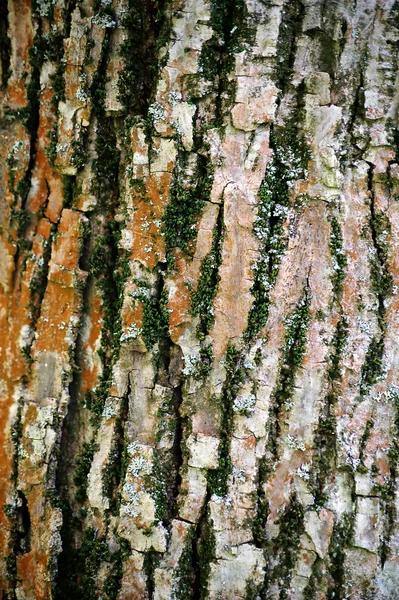 वृक्ष शेपटी पार्श्वभूमी — स्टॉक फोटो, इमेज