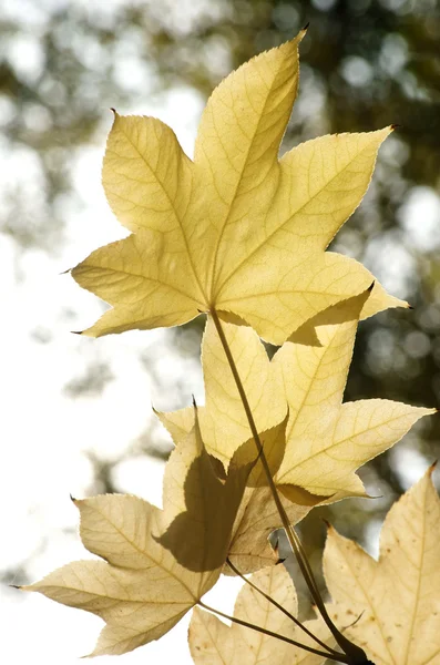 Kalopanax septemlobus — Foto Stock