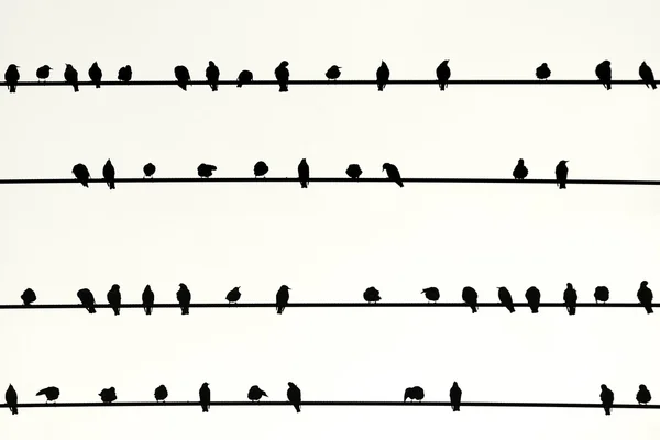 Enxame de pássaros em uma Fila — Fotografia de Stock