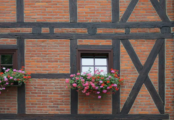 Квіти біля вікна — стокове фото