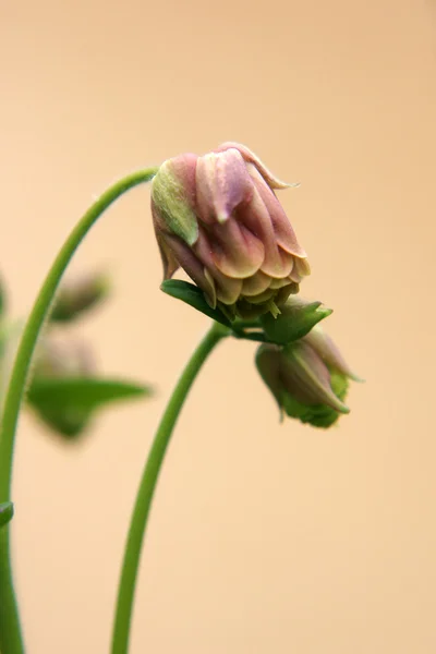 Bourgeon de fleur — Photo