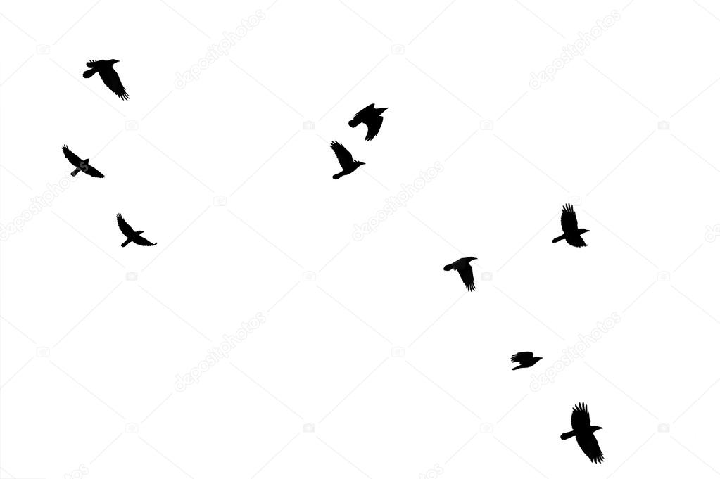 Flock of crows