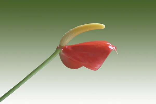 Anthurium isolé — Photo