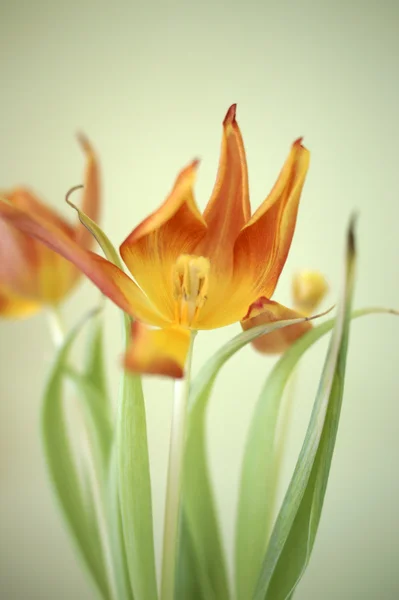 Fecho das tulipas — Fotografia de Stock