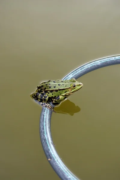 Žába sedící na plovoucí kruh — Stock fotografie