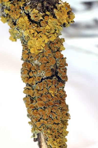 Macro lichen — Photo