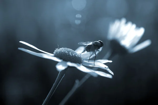 Daisy üzerinde sinek duruyor — Stok fotoğraf