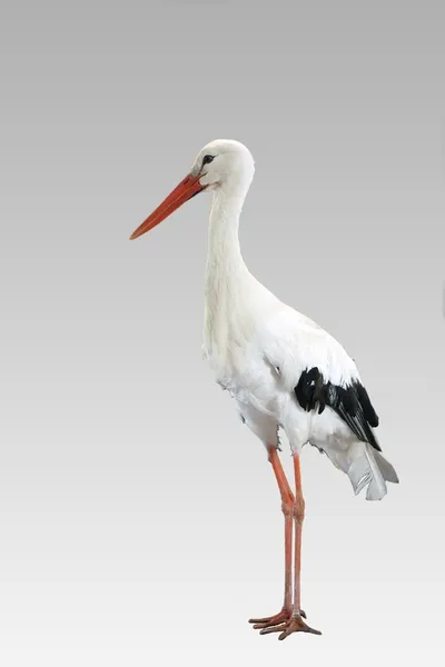 Stork isolerade — Stockfoto