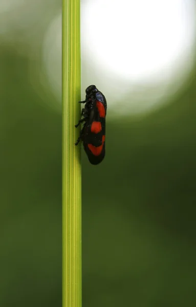 Cicada — Stock Photo, Image