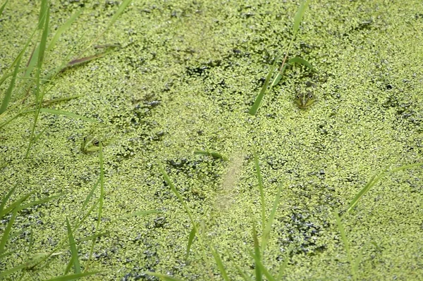 Katak pohon dan rumput bebek — Stok Foto