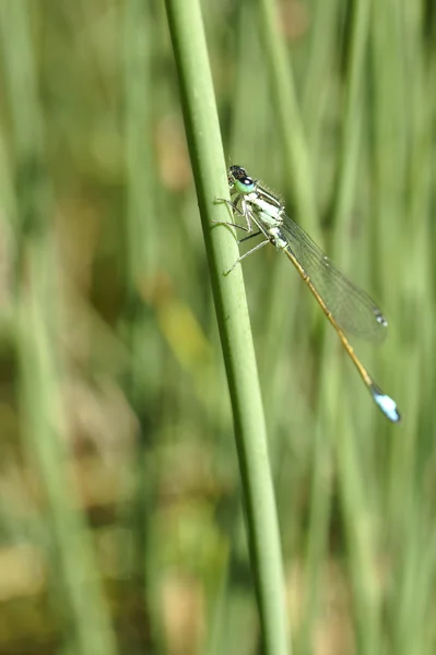 Tailed flickslända — Stockfoto