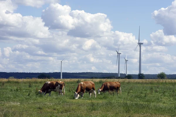 Cows and windmills — Stock Photo, Image