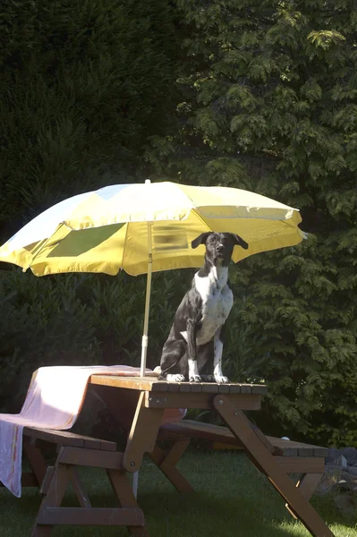 Собака под зонтиком — стоковое фото