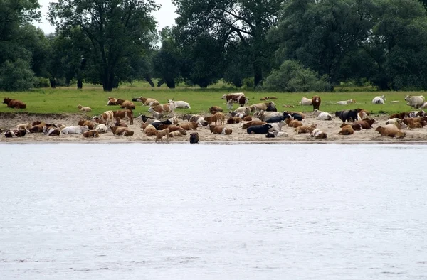 Cows on the sandbank — Stock Photo, Image