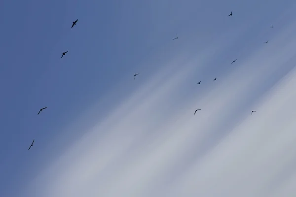 Flying Flock of Birds — Stock Photo, Image