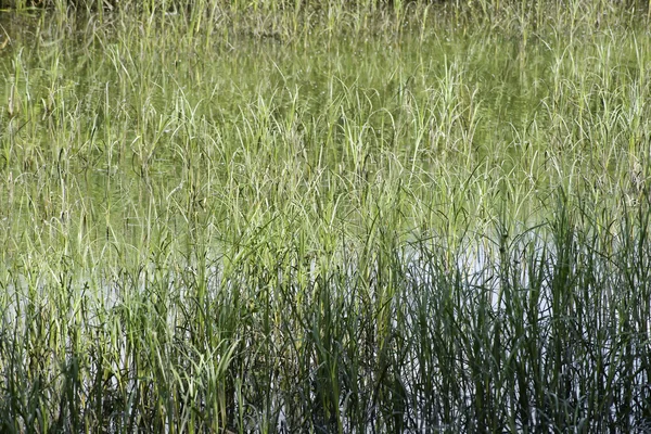 Op de vijver — Stockfoto