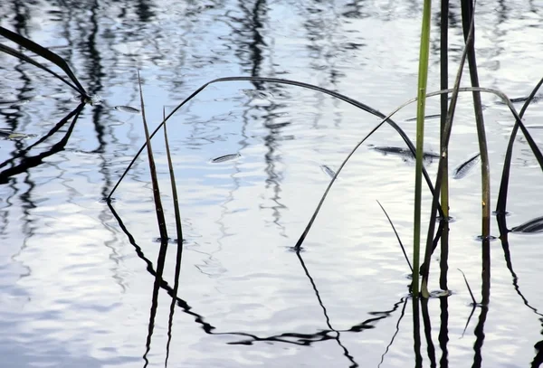 Reed rumput — Stok Foto