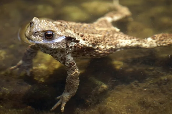 Sapo de natação — Fotografia de Stock