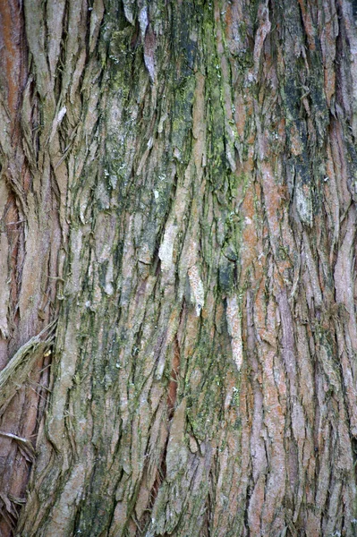 Corteza de árbol fondo —  Fotos de Stock