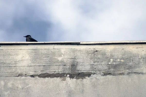 Crow standing on wall — Stock Photo, Image