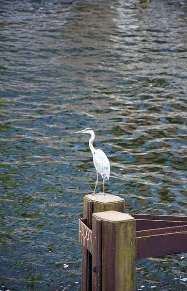 Grey Heron in the city — Stock Photo, Image